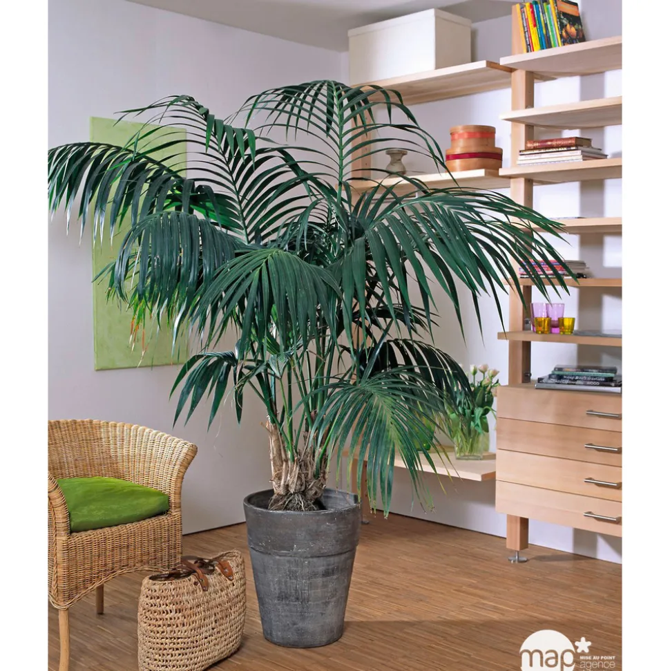 Kentia : H.180cm petit modèle pot