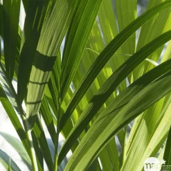 Kentia : H.180cm petit modèle pot