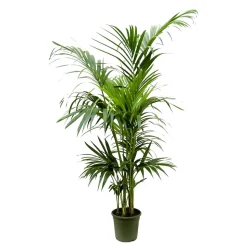 Kentia, 7/8 pieds - pot D23cm