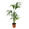 Kentia: H.90/100cm, D.17cm,