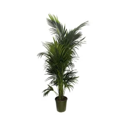 Kentia:H 240 cm pot D30 cm