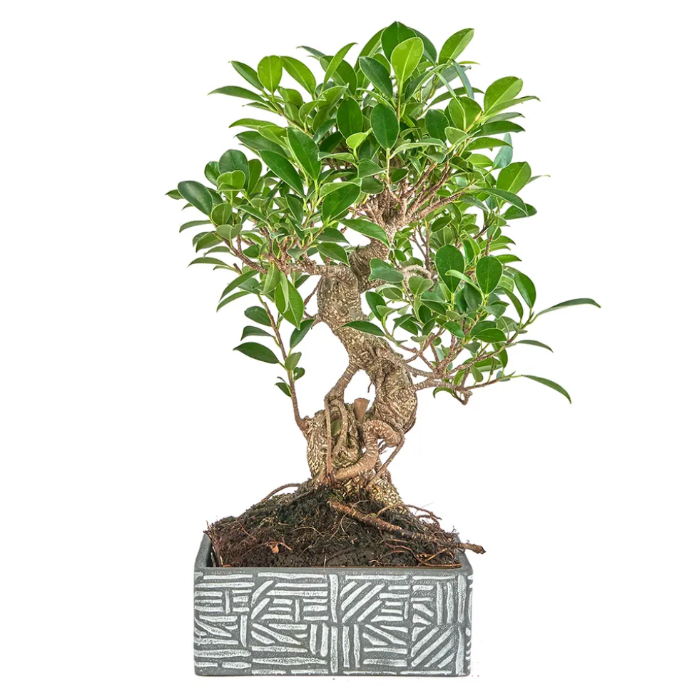 Kit bonsaï 8 ans + cache-pot deco etnic