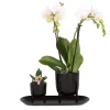 Kolibri company - ensemble orchidée blanche et succulente sur plateau noir