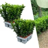LA GREEN TOUCH - 12 fusains 'green spire'