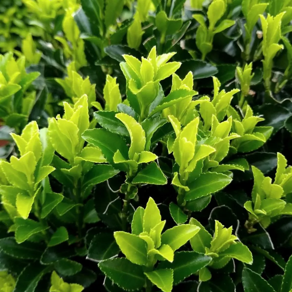 LA GREEN TOUCH - 12 fusains 'green spire'