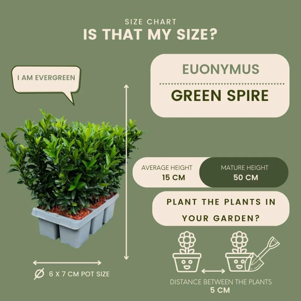 LA GREEN TOUCH - 72 plantes euonymus 'green spire'