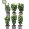 LA GREEN TOUCH - 24 x euonymus japonicus 'green spire'