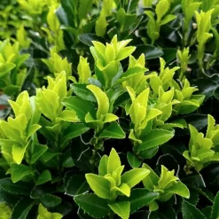 LA GREEN TOUCH - 24 x euonymus japonicus 'green spire'