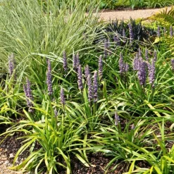 LA GREEN TOUCH - 6 x liriope muscari 'ingwersen'