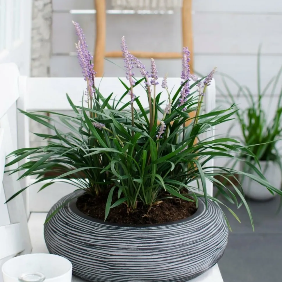 LA GREEN TOUCH - 3 x liriope muscari 'ingwersen'