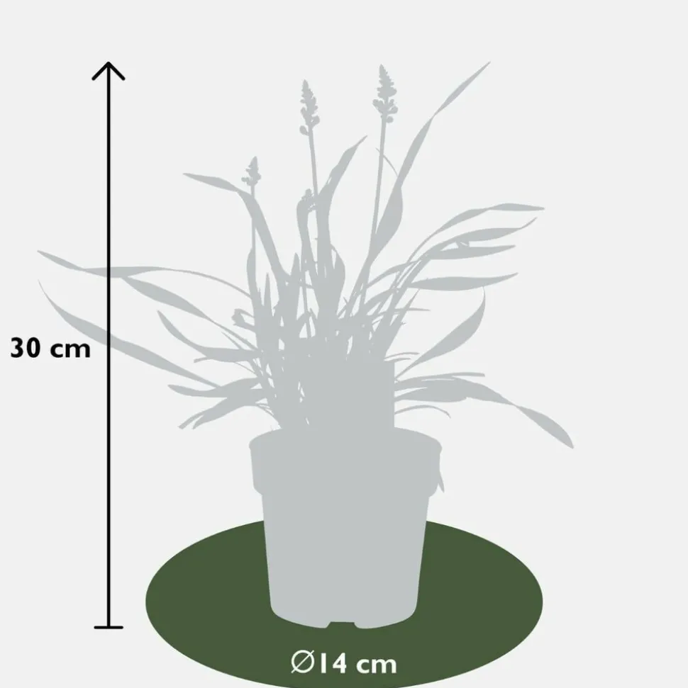 LA GREEN TOUCH - 3 x liriope muscari 'ingwersen'