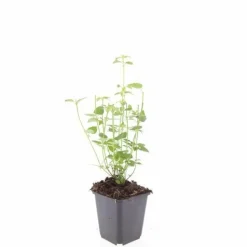 LA GREEN TOUCH - Agastache 'black adder' x40 – entre 2,5 et 3,33m2