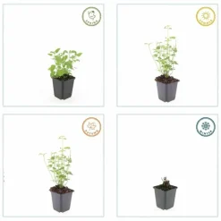 LA GREEN TOUCH - Agastache 'black adder' x40 – entre 2,5 et 3,33m2