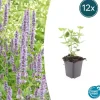 LA GREEN TOUCH - Agastache 'blue fortune' x12 – entre 0,75 et 1m2