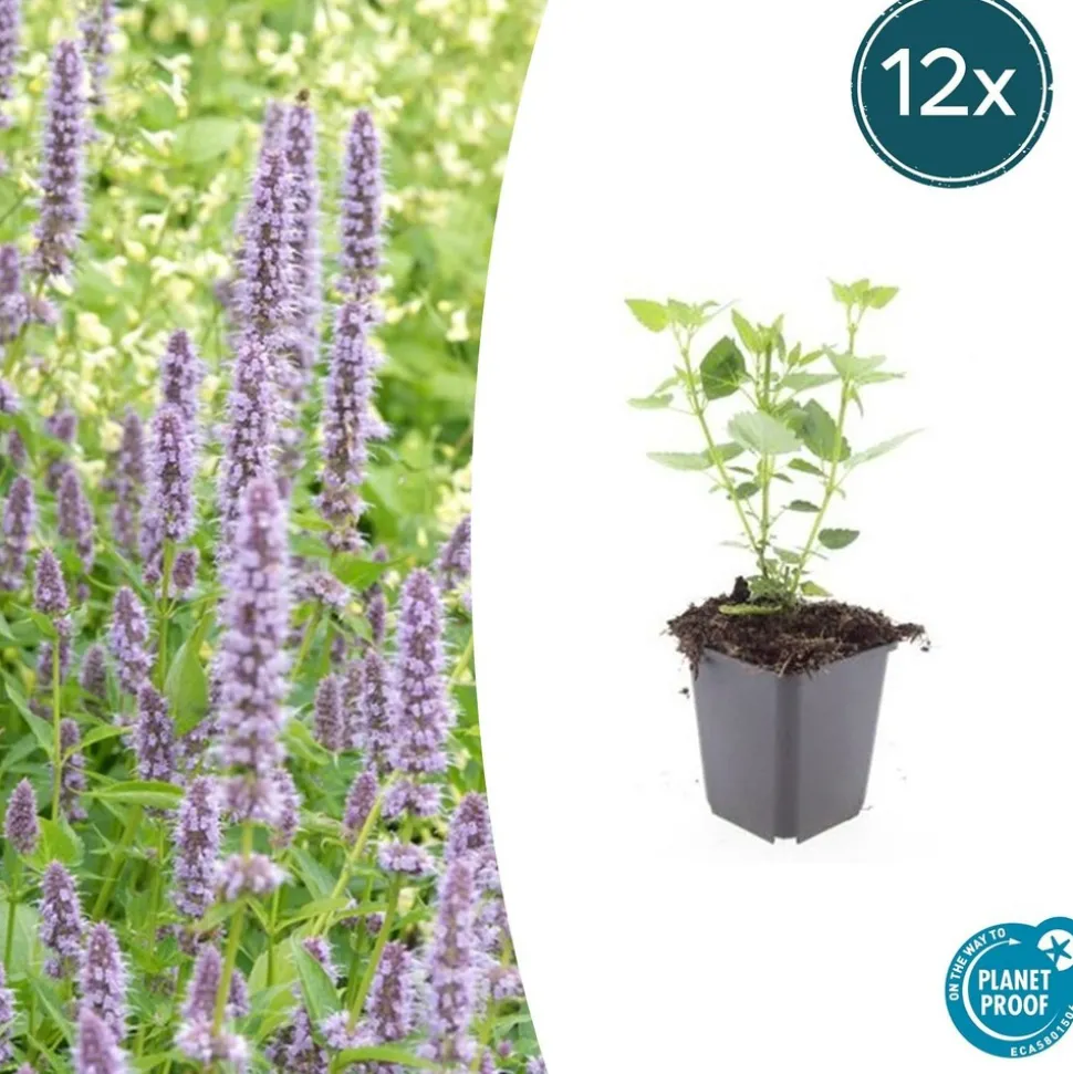 LA GREEN TOUCH - Agastache 'blue fortune' x12 – entre 0,75 et 1m2