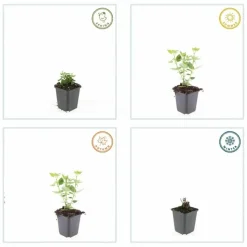LA GREEN TOUCH - Agastache 'blue fortune' x12 – entre 0,75 et 1m2