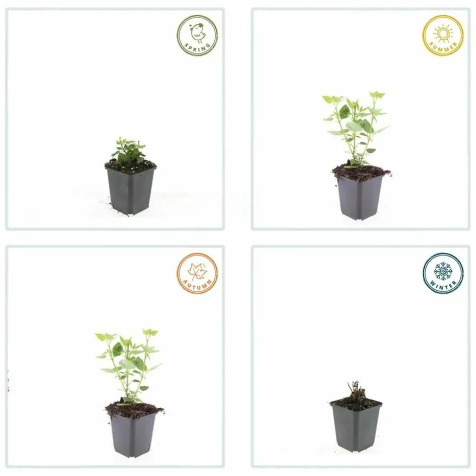 LA GREEN TOUCH - Agastache 'blue fortune' x12 – entre 0,75 et 1m2