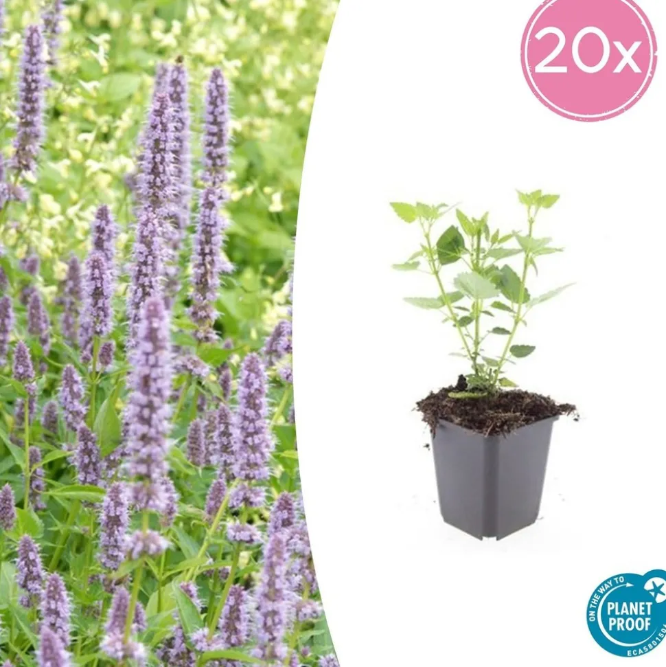 LA GREEN TOUCH - Agastache 'blue fortune' x12 – entre 0,75 et 1m2