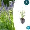 LA GREEN TOUCH - Agastache 'black adder' x20 – entre 1,25 et 1,67m2