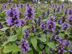 LA GREEN TOUCH - Agastache 'blue fortune' x40 – entre 2,5 et 3,33m2