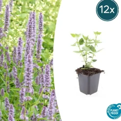 LA GREEN TOUCH - Agastache 'blue fortune' x40 – entre 2,5 et 3,33m2