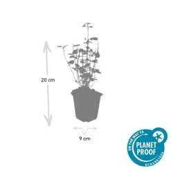 LA GREEN TOUCH - Agastache 'black adder' x12 – entre 0,75 et 1m2