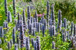LA GREEN TOUCH - Agastache 'black adder' x12 – entre 0,75 et 1m2
