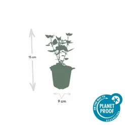 LA GREEN TOUCH - Agastache 'blue fortune' x6 – entre 0,38 et 0,5m2