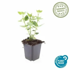 LA GREEN TOUCH - Agastache 'blue fortune' x6 – entre 0,38 et 0,5m2
