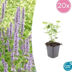 LA GREEN TOUCH - Agastache 'blue fortune' x6 – entre 0,38 et 0,5m2