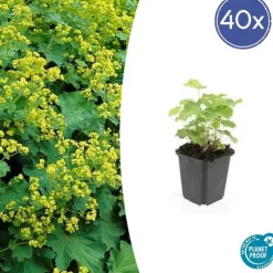 LA GREEN TOUCH - Alchémille commune x40 – entre 2,5 et 3,33m2