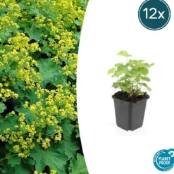 LA GREEN TOUCH - Alchémille commune x12 – entre 0,75 et 1m2