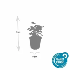 LA GREEN TOUCH - Alchémille commune x12 – entre 0,75 et 1m2