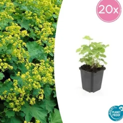 LA GREEN TOUCH - Alchémille commune x12 – entre 0,75 et 1m2