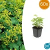 LA GREEN TOUCH - Alchémille commune x60 – entre 3,75 et 5m2