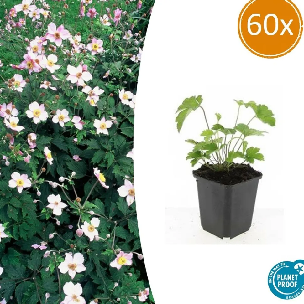 LA GREEN TOUCH - Anémone du japon 'robustissima' x60 – entre 3,75 et 5m2