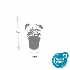LA GREEN TOUCH - Anémone du japon 'robustissima' x40 – entre 2,5 et 3,33m2