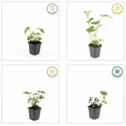 LA GREEN TOUCH - Anémone du japon 'robustissima' x40 – entre 2,5 et 3,33m2