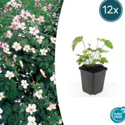 LA GREEN TOUCH - Anémone du japon 'robustissima' x40 – entre 2,5 et 3,33m2