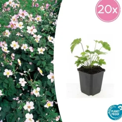 LA GREEN TOUCH - Anémone du japon 'robustissima' x40 – entre 2,5 et 3,33m2