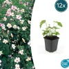 LA GREEN TOUCH - Anémone du japon 'robustissima' x12 – entre 0,75 et 1m2