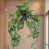 LA GREEN TOUCH - Anthurium clarinerdium plante artificielle - h80cm, ø18cm