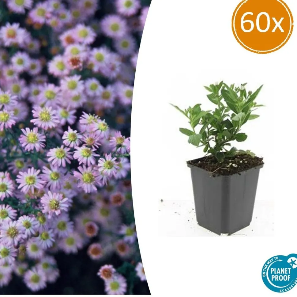 LA GREEN TOUCH - Aster du japon 'stardust' x60 – entre 3,75 et 5m2