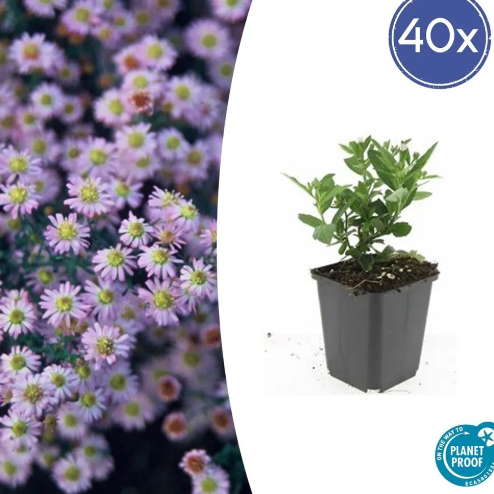 LA GREEN TOUCH - Aster du japon 'stardust' x60 – entre 3,75 et 5m2