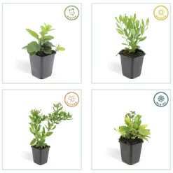 LA GREEN TOUCH - Aster du japon 'ashvi' x6 – entre 0,38 et 0,5m2