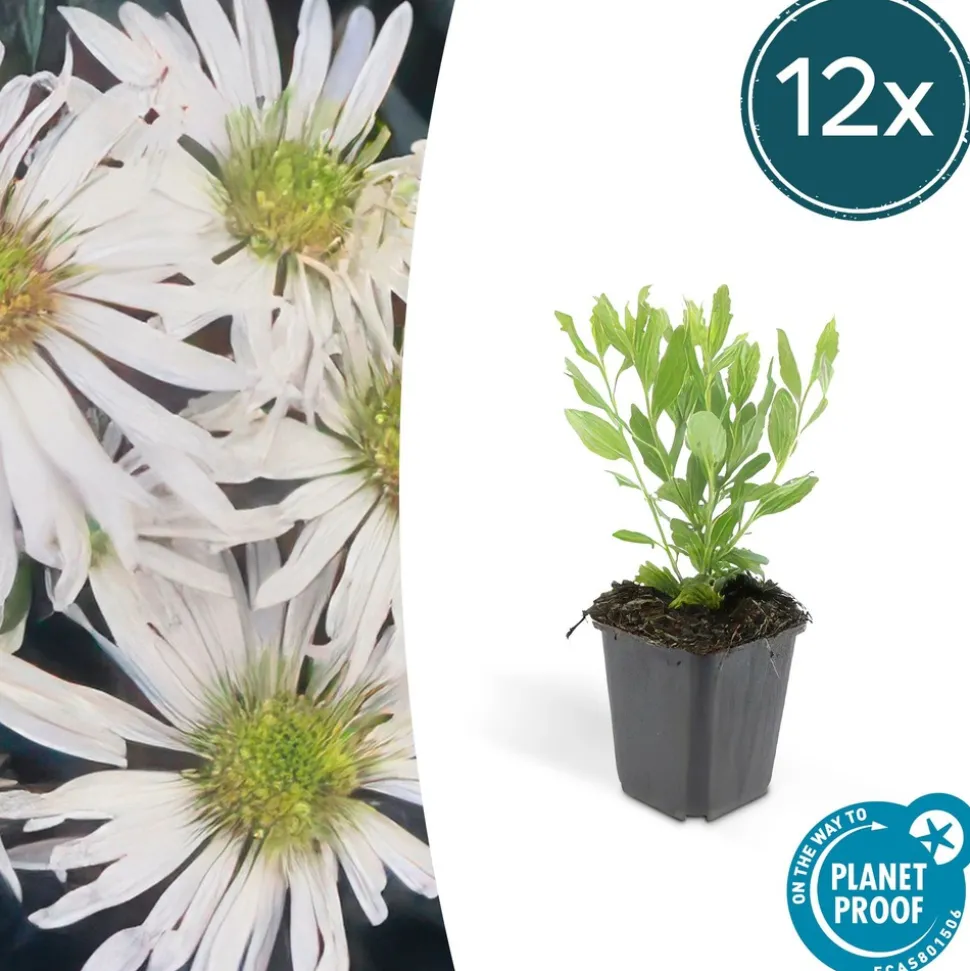 LA GREEN TOUCH - Aster du japon 'ashvi' x6 – entre 0,38 et 0,5m2