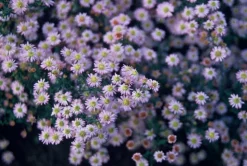LA GREEN TOUCH - Aster du japon 'stardust' x40 – entre 2,5 et 3,33m2