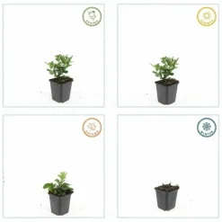 LA GREEN TOUCH - Aster du japon 'stardust' x40 – entre 2,5 et 3,33m2