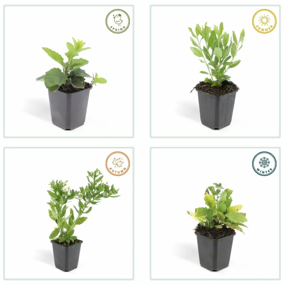 LA GREEN TOUCH - Aster du japon 'ashvi' x40 – entre 2,5 et 3,33m2