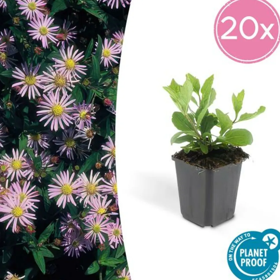 LA GREEN TOUCH - Aster du japon 'asran' x20 – entre 1,25 et 1,67m2